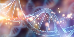 Revelan cómo diferentes mutaciones en el gen MYH9 dan lugar a diferente gravedad de enfermedades.