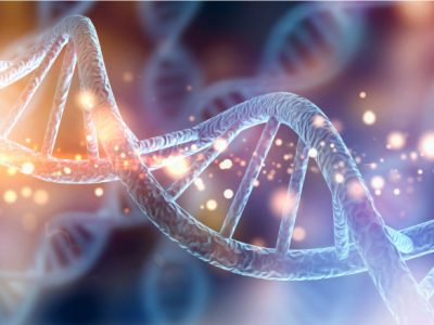 Revelan cómo diferentes mutaciones en el gen MYH9 dan lugar a diferente gravedad de enfermedades.