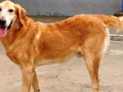 El modelo de distrofia muscular de duchenne que mejor reproduce lo que sucede en la especie humana es el establecido en perros golden retriever. Ringo había sido criado parar carecer de distrofina. No obstante no desarrolló distrofia muscular de Duchenne, lo que permitió identificar un gen modificador de la enfermedad. Imagen: Universidad de Sao Paulo.