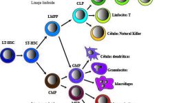 Figura 1. Representación del desarrollo hematopoyético. Las células madre hematopoyéticas (HSCs) se diferencian en progenitores multipotentes, que pueden derivar al linaje mieloide (CMP) o al linfoide (LMPP). El linaje mieloide da lugar a 5 tipos celulares distintos, los eritrocitos, granulocitos, megacariocitos, células dendríticas y macrófagos. Las células multipotentes del linaje linfoide pueden diferenciarse en Linfocitos T, Natural Killers o Linbofictos B, el tipo celular diana del estudio. Imagen basada en: Parra M. Epigenetic events during B lymphocyte development. Epigenetics. 2009 Oct 1. Doi: 10.4161/epi.4.7.10052.