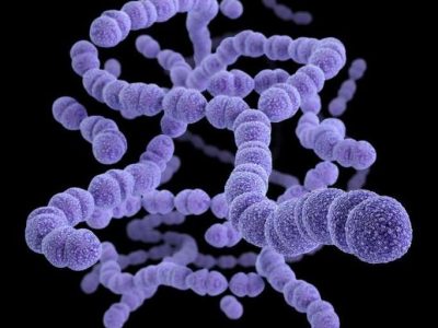 Stretococcus pneumoniae. Imagen: Center for Disease Control and Prevention, Melissa Brower (Public Health Image Library)