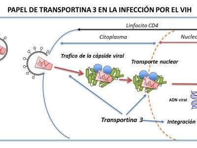 Transportina 3 en la infección por el VIH y bloqueo por la forma mutante. Imagen, cortesía de los autores.