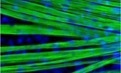 Los investigadores han conseguido generar en ellaboratorio fibras musculares diferenciadas (en verde). Imagen: Olivier Pourquie.