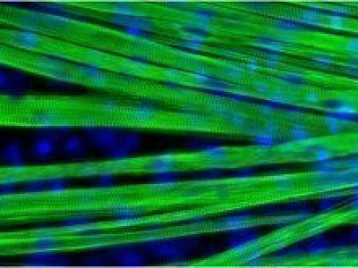 Los investigadores han conseguido generar en ellaboratorio fibras musculares diferenciadas (en verde). Imagen: Olivier Pourquie.