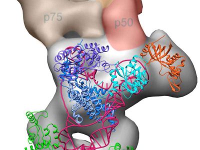 Estructura de la telomerasa. Jiansen Jiang, Edward J. Miracco, Z. Hong Zhou and Juli Feigon, University of California, Los Angeles; Kathleen Collins, University of California, Berkeley