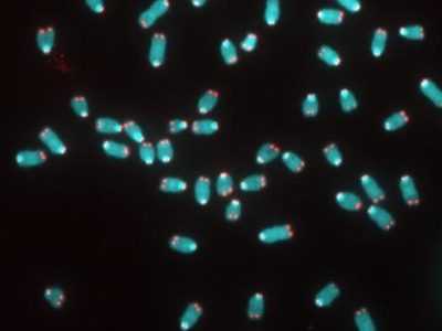 Esl estudio revela una función desconocida hasta la fecha para la telomerasa. Imagen: Kan Cao, University of Maryland.