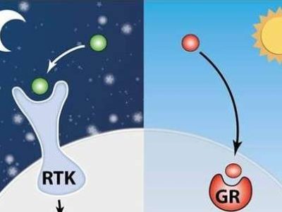 Tumours may grow at night. Weissmann institute