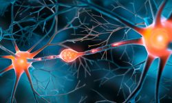 Un entorno estimulante en la infancia favorece mejor memoria.