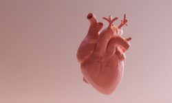 Un estudio amplia el conocimiento sobre el desarrollo del corazón