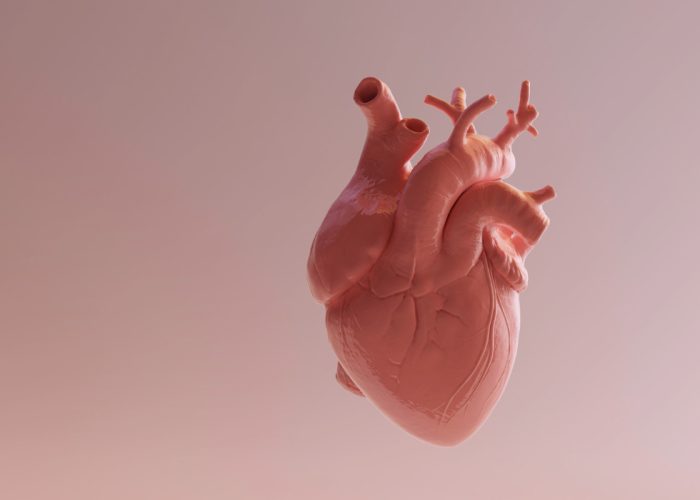 Un estudio amplia el conocimiento sobre el desarrollo del corazón