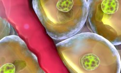 Un estudio plantea las células madre como potencial tratamiento para la diabetes.