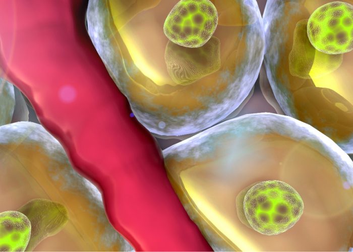 Un estudio plantea las células madre como potencial tratamiento para la diabetes.