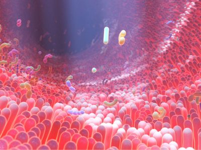 Un metabolito producido por la microbiota intestinal promueve la aterosclerosis