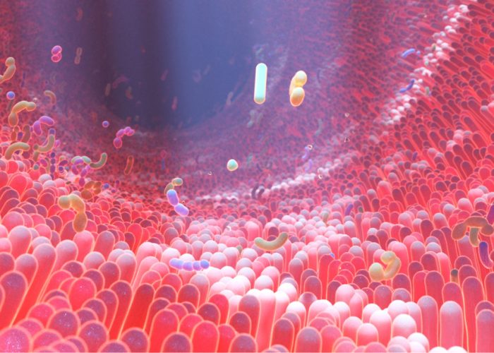 Un metabolito producido por la microbiota intestinal promueve la aterosclerosis