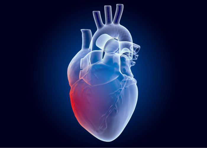 Un estudio explica por qué los infartos nocturnos son menos dañinos que los diurnos