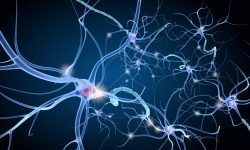 Una nueva causa genética de trastornos del neurodesarrollo ofrece respuestas a miles de familias