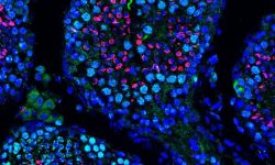Una terapia basada en ARN mensajero recupera la producción de espermatozoides en ratones con infertilidad.