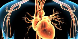 Una terapia génica para una cardiopatía rara muestra resultados prometedores.