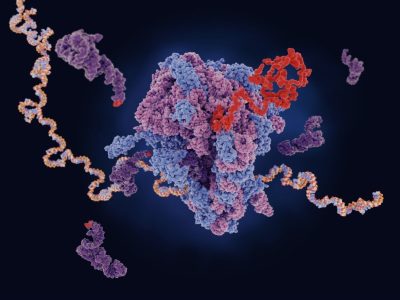 Una vez procesado por el espliceosoma el ARN mensajero se traduce en proteínas en los ribosomas.