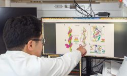 Kenneth Loi muestra cómo el ARN VIPR (en rosa) se enrosca alrededor de la doble hélice del ADN (amarillo y verde) para formar una estructura triplex única. (Foto: Glenn Ramit).