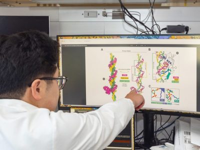 Kenneth Loi muestra cómo el ARN VIPR (en rosa) se enrosca alrededor de la doble hélice del ADN (amarillo y verde) para formar una estructura triplex única. (Foto: Glenn Ramit).