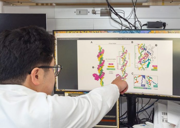Kenneth Loi muestra cómo el ARN VIPR (en rosa) se enrosca alrededor de la doble hélice del ADN (amarillo y verde) para formar una estructura triplex única. (Foto: Glenn Ramit).