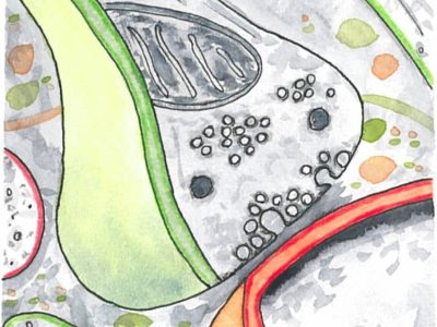 los niveles de expresión de la proteínas sinápticas sinaptotagmina-2 (Syt2) y la proteína de la vesícula sináptica 2 (SV2) B están muy disminuidos en los terminales nerviosos motores AME. Imagen cortesía de Veronica La Padula.