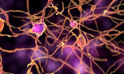 La variación genética en el gen RUNX1 influye en la respuesta a opioides.