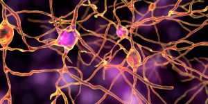 La variación genética en el gen RUNX1 influye en la respuesta a opioides.