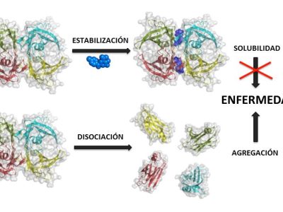 La estabilización de la estructura cuaternaria de TTR por tolcapone previene su disociación, agregación y toxicidad. Imagen cortesía de los autores.