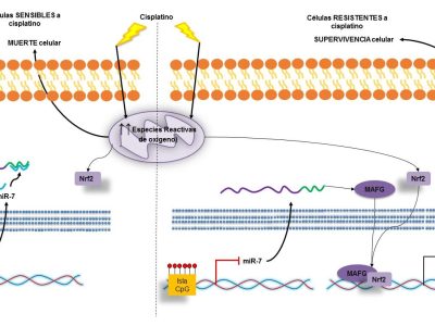 El estudio relaciona por primera vez la metilación del miR-7 y la aparición de resistencia a quimioterapia en cáncer de ovario a través del gen candidato diana MAFG. Imagen: Vera O, et al.