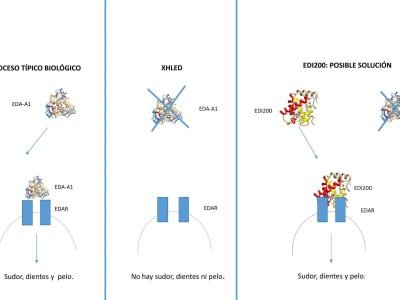 Ilustración 2. Mecanismo de acción de EDI200. Imágenes de proteínas: Protein DataBase.
