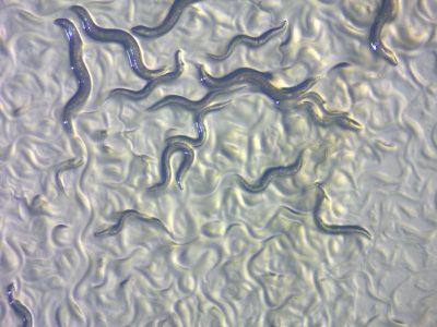 Caernohabditis elegans es un modelo animal ampliamente utilizado en biología. ZEISS (CC BY 2.0 https://creativecommons.org/licenses/by/2.0/).