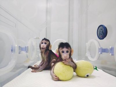 Zhong Zhong y Hua Hua son los primeros primates en obtenerse por transferencia nuclear de células somáticas. Imagen: Instituto de Neurociencias de la Academia de Ciencias de Shanghái.