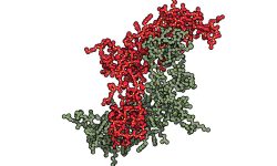 Estructura molecular de la activina A. Imagen: Protein Data Base- 2ARV, visualizada con QuteMol (http://qutemol.sourceforge.net).