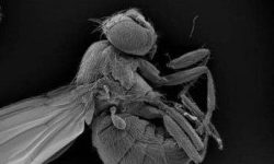 Drosophila, mosca de la fruta, ejemplar adulto. Imagen: IRB Barcelona.