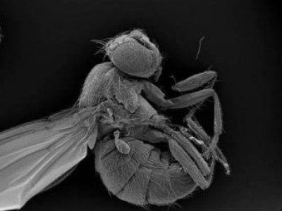 Drosophila, mosca de la fruta, ejemplar adulto. Imagen: IRB Barcelona.