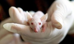 raton de laboratorio