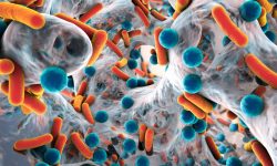 Bacterias presentes en los tumores cerebrales pueden influir en su desarrollo y respuesta a tratamiento.