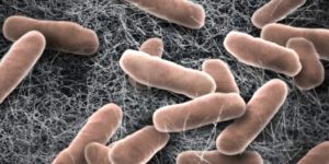 bacterias probioticas de diseño pueden regular la glucosa en diabetes