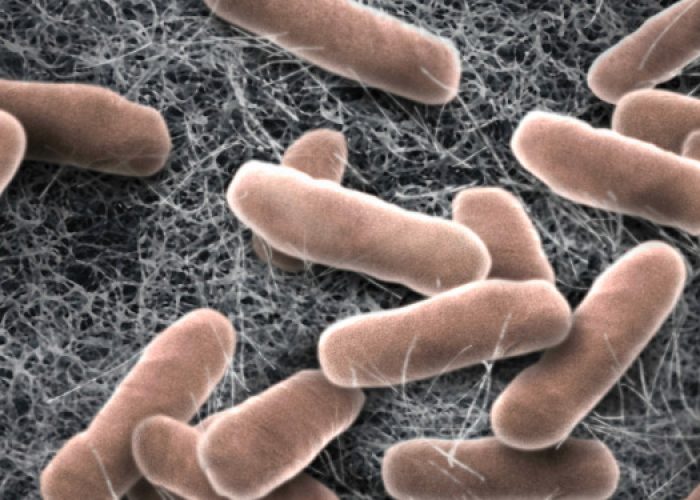bacterias probioticas de diseño pueden regular la glucosa en diabetes