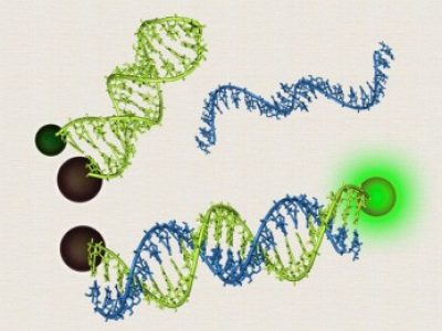 La técnica alternativa a la PCR emplearía “sensores” de ADN que emiten fluorescencia en presencia del ARN diana. Imagen: CSIC.