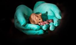 Los investigadores han obtenido ratones viables a partir de células de origen únicamente femenino. Imagen: Hembra de ratón derivada de células de origen materno con su propia descendencia. De Leyun Wang.
