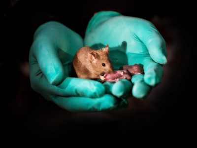 Los investigadores han obtenido ratones viables a partir de células de origen únicamente femenino. Imagen: Hembra de ratón derivada de células de origen materno con su propia descendencia. De Leyun Wang.