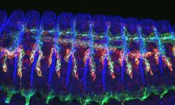 Embrión de Drosophila melanogaster. Imagen cortesía del IRRBarcelona.