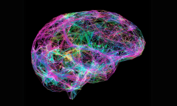 Nuevos mapas celulares del cerebro permiten profundizar en las bases celulares de la función y disfunción cerebrales. Imagen: canva.