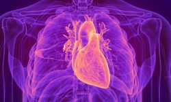 La cardiomiopatía es una condición cardiaca con un fuerte componente genético. No obstante, el mapa genético de la enfermedad no está completamente definido. Imagen: Science Photo Library, vía Canva.