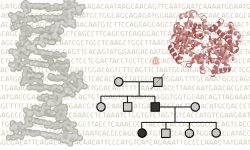 El diagnóstico genético es una herramienta o elemento básico dentro del área del asesoramiento genético. Imagen: Medigene Press S.L.