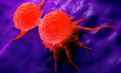 Célula de cáncer de mama en división. Imagen: Getty Images vía Canva.