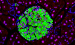 Imagen de células pancreáticas, en modelos de ratón. Un reciente estudio conecta la alteración del procesado del ARN en estas células con la diabetes tipo 2.